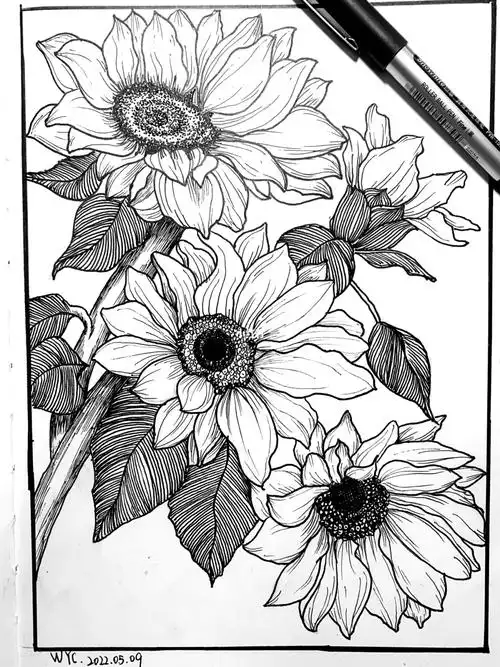 黑白线描向日葵