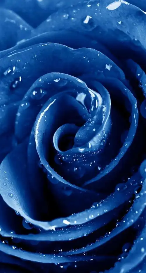 蓝玫瑰 - 堆糖,美图壁纸兴趣社区
