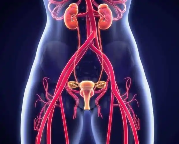 在绝经期中雌性激素会分泌的特别少,人体内外的生殖器官和膀胱与尿道