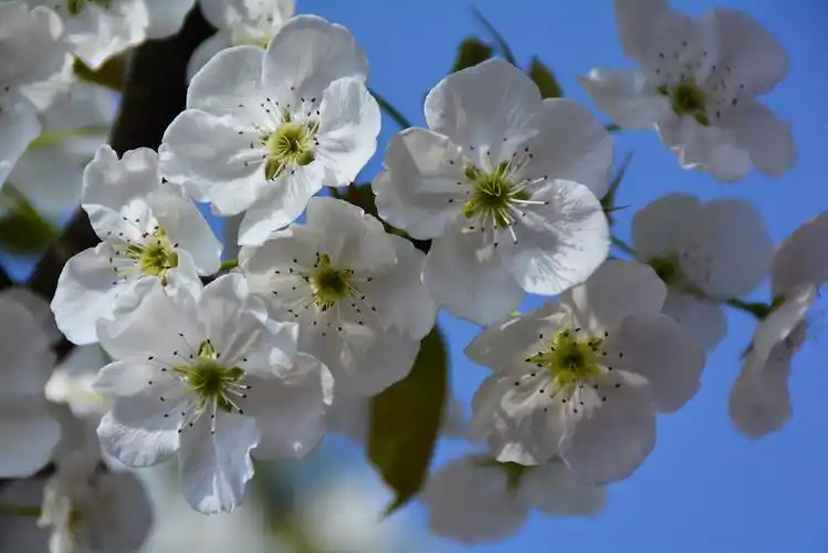 其它 梨花颂 写美篇梨花开春带雨,梨花落春入泥,此生只为一人去,道他
