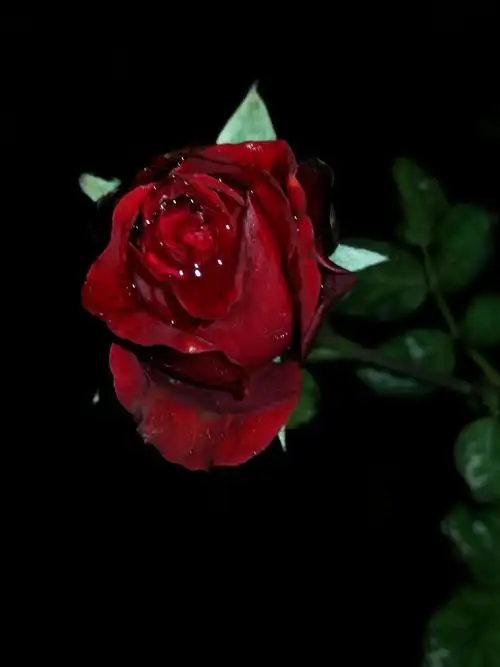 初冬哭泣的玫瑰