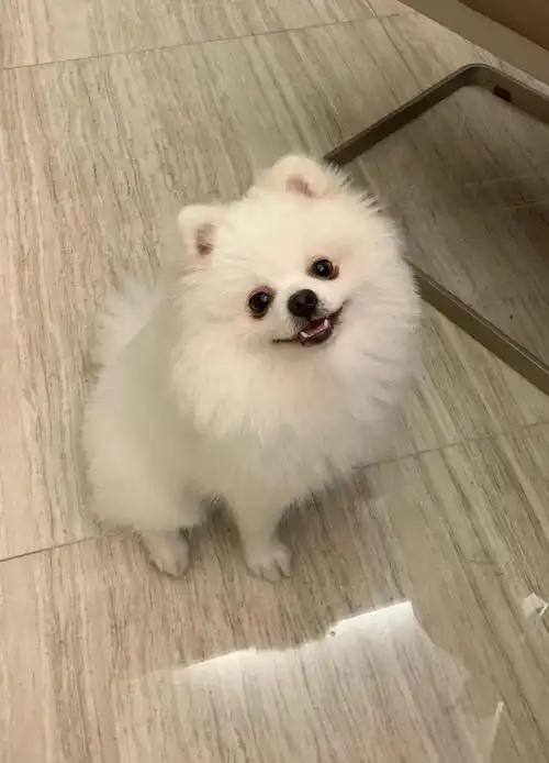 修了毛的博美帅帅滴