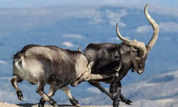 两只公羊在悬崖边展开生死决斗 场面惊险如同大片