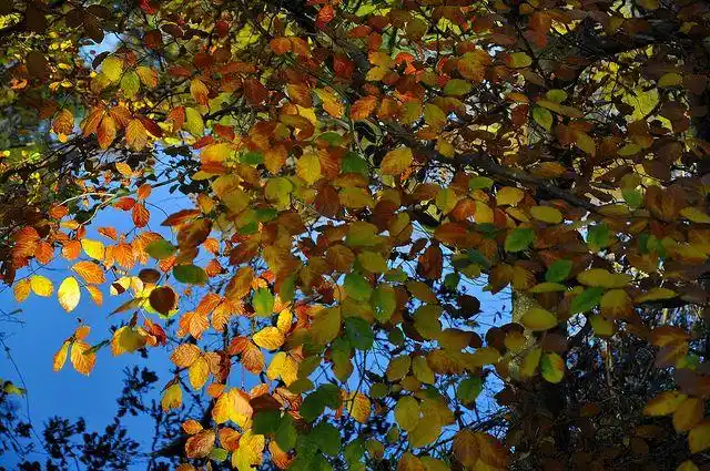 all sizes | the years last warmth | flickr - photo sharing!