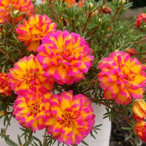 重瓣太阳花,是太阳花的大花园艺品种,也叫松叶牡丹等,马齿苋科多年生