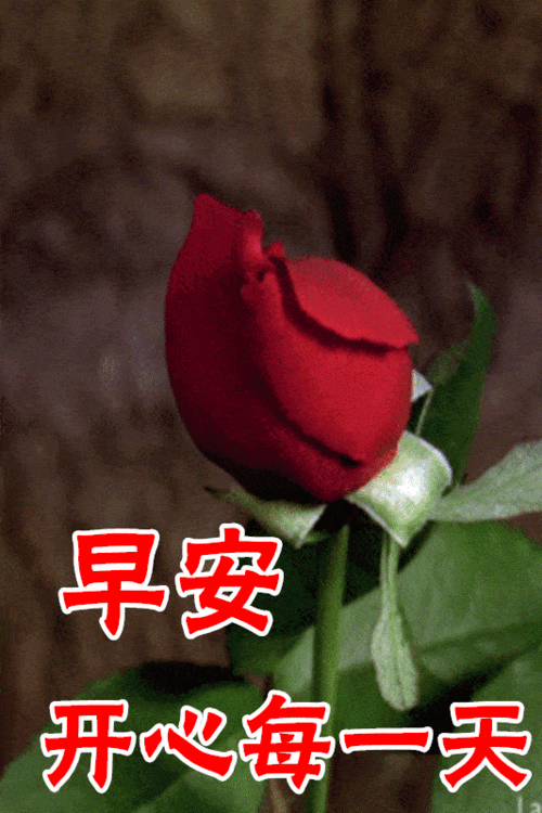 12月13日最漂亮早上好动态表情图片大全