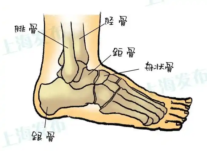 哎呀又崴脚了踝关节求关注