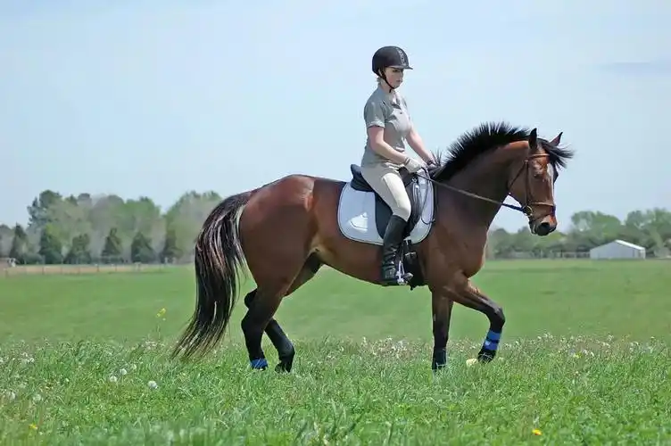 梦到骑马后的宜忌-天机网运势预测-周易易学讲堂-周公解梦