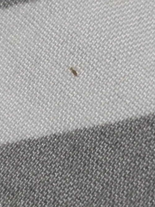 床上有这种虫子怎么去除呀