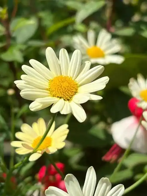 一直很喜欢这种清新脱俗的鲜花,虽然小小的,但是聚集在一起却是那样的