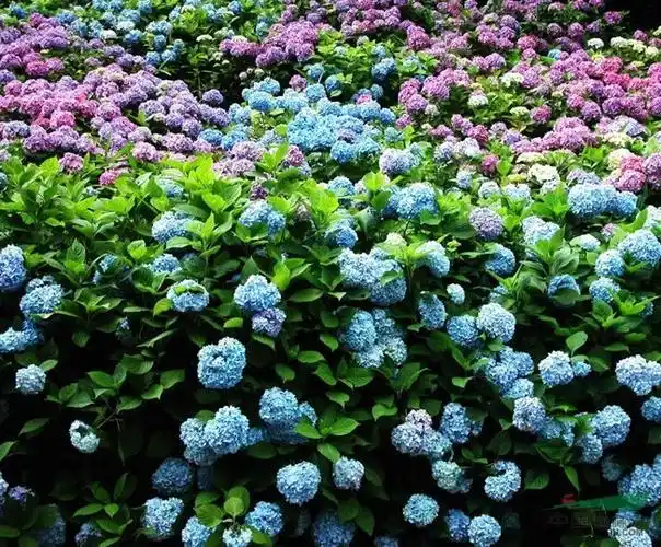 浙江萧山八仙花 _13625813970_萧山绿手指园艺场