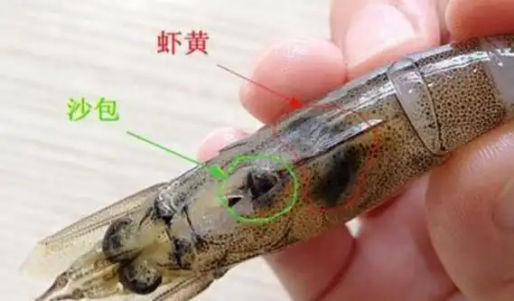 大虾的2个部位不能吃?一直以为只有虾线,没想到错了多年