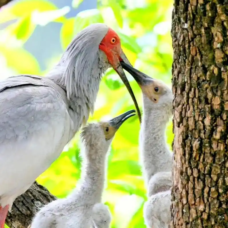 原创摄影 #国宝朱鹮#爱护大自然保护野生动物 #万物皆有灵 - 抖音