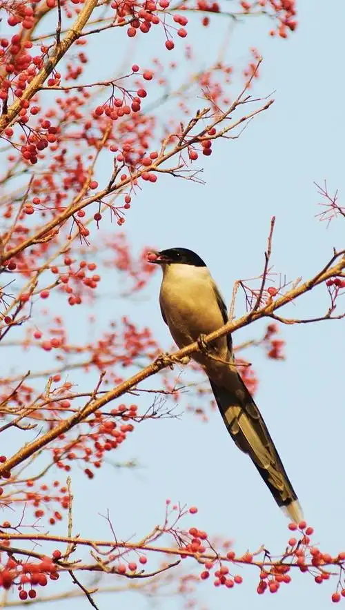喜鹊- 堆糖,美图壁纸兴趣社区