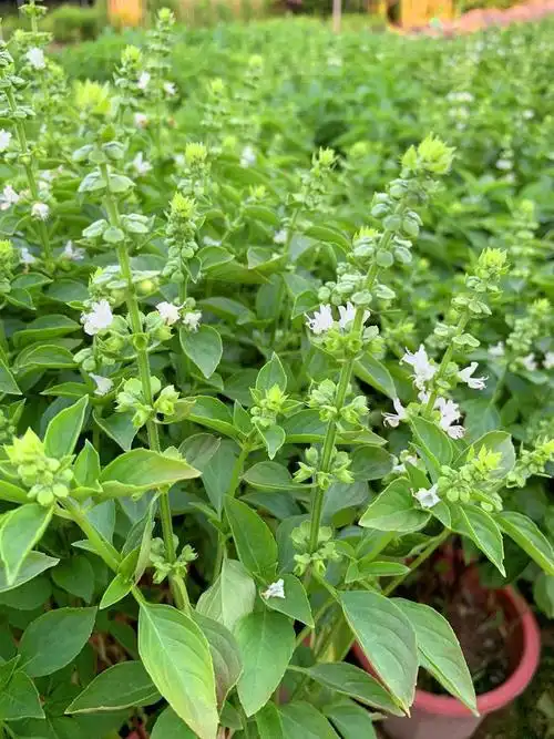 九层塔盆栽食用主厨房食用九层塔潮汕金不换盆栽罗勒植物香料甜罗勒苗