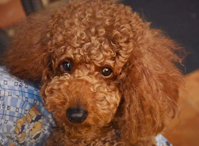 泰迪熊造型(如图)是最新(也是最可爱的)款式之一,但是还有小丑式剪裁