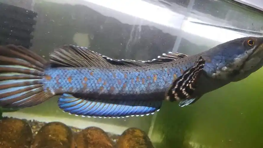 出幻彩红宝石雷龙 - 上海鱼友俱乐部 - cta南美水族 - powered by dis