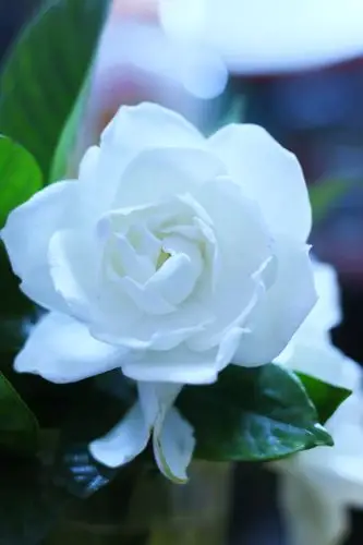 《洪山诗苑》第四十八期 栀子花诗友唱和专辑