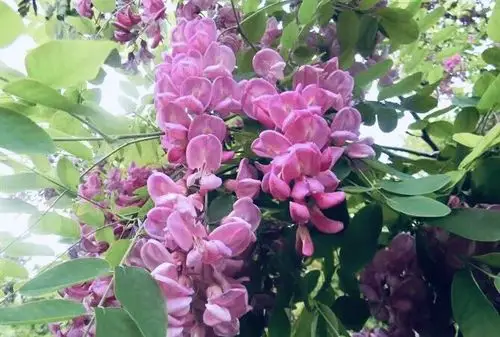 青青碧草,盈盈紫槐,雅雅白槐,故乡的山谷