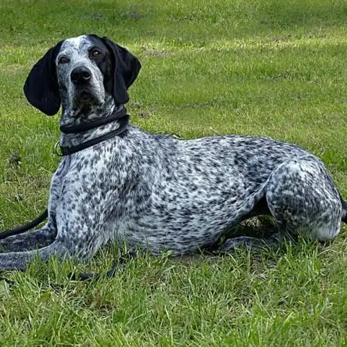83 top hunting dog names for males and females