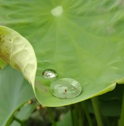 水珠摄影经验分享:心如水静