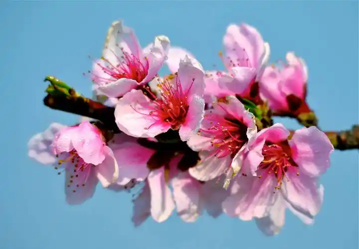 桃花盛开,姹紫嫣红,春天真的来了