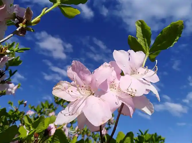 天空的云彩变化无常,大自然的鲜花迎风彯摆,我们与阳光,花草,树木共存