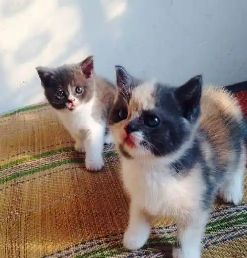 自家蓝猫公500元起,母三花