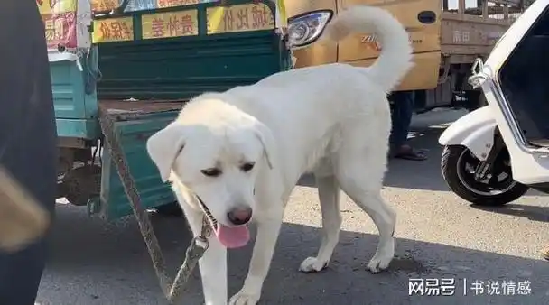 网友刚到狗市就看到一只体型很大的狗狗对于一些人来说,狗狗依然是