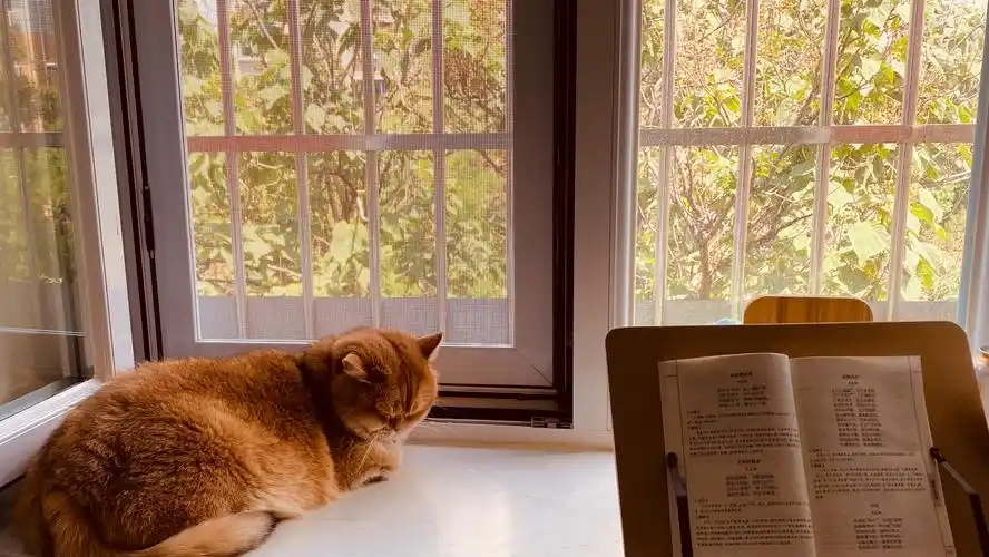 慵懒午后:窗前的毛球