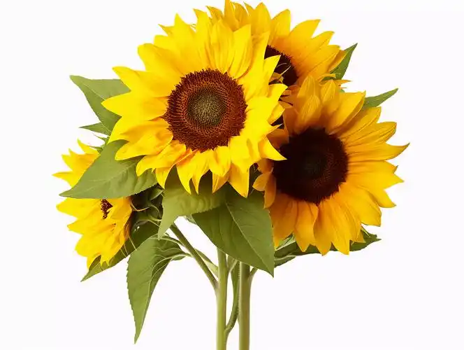 向日葵花朵清新美好希望鲜花花束向日葵黑底