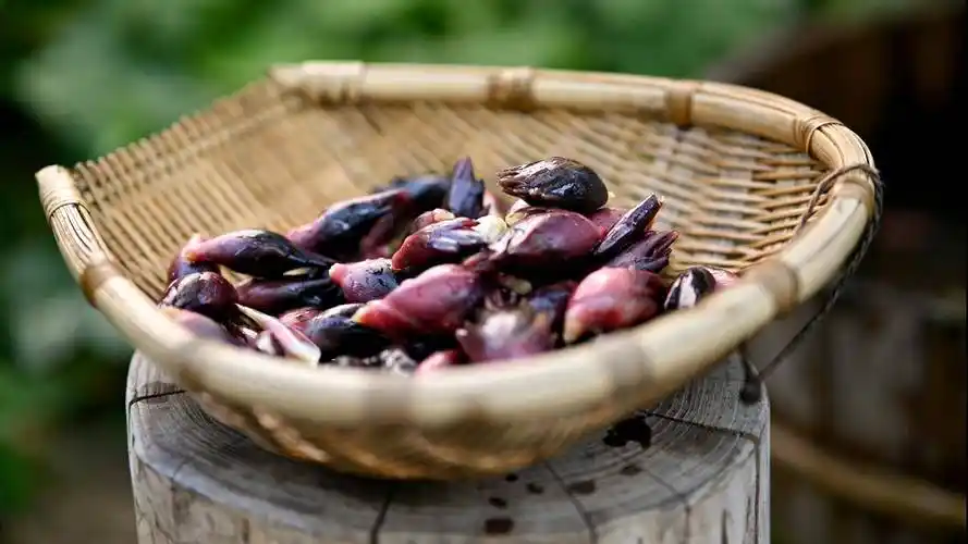 贵州山野蔬菜阳荷,生命顽强味道生猛浓郁,却是清贫岁月的家常菜_坛子
