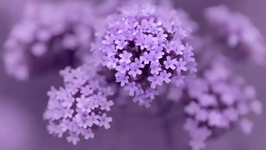 马鞭草紫色浪漫高清桌面壁纸