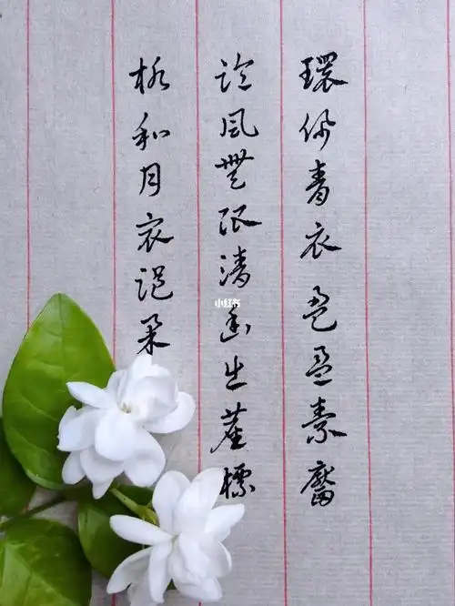 硬笔章草满庭芳茉莉花