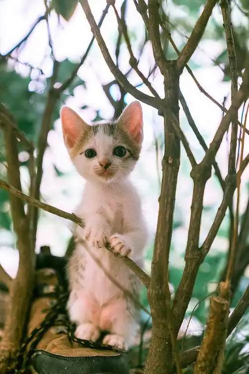 走街串巷寻拍一整年,只为这20张可爱的猫咪萌照!