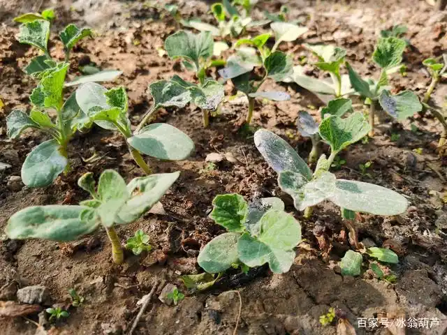同天育的葫芦苗有差异
