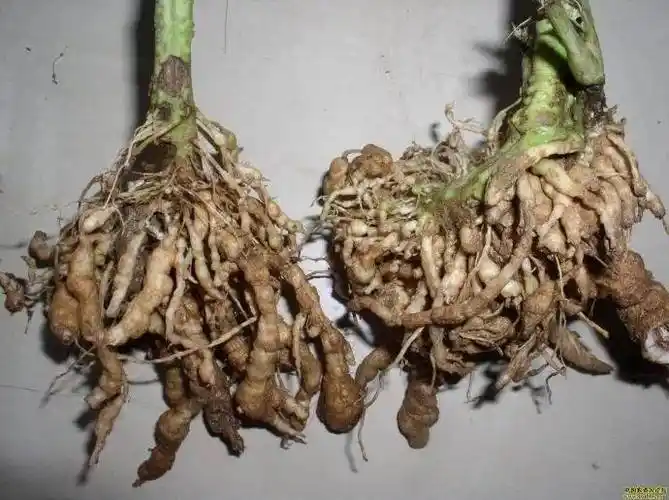 根结线虫是黄瓜,西瓜,甜瓜,番茄等多种作物危害最严重的地下害虫,随着