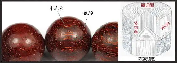 关于小叶紫檀的一些名词解释