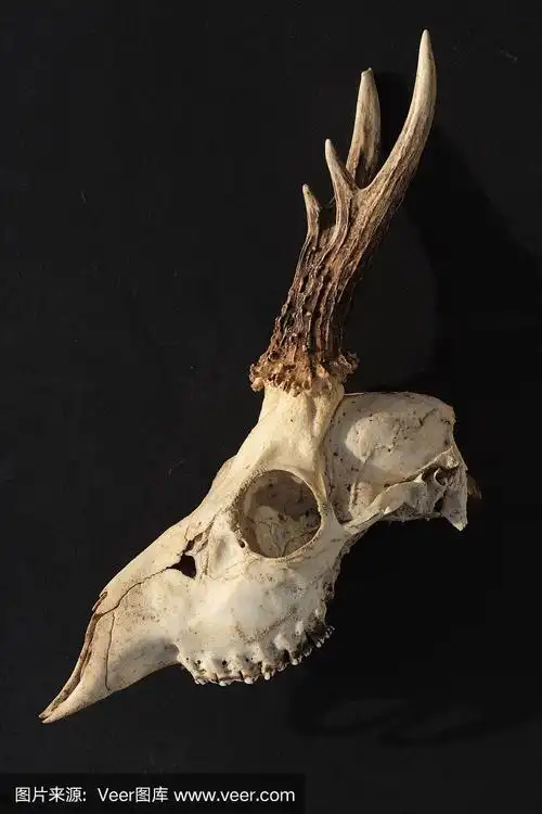 鹿头骨,侧视图