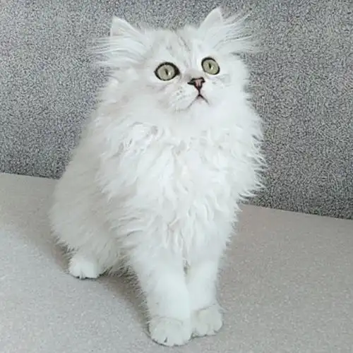 英短高地长毛猫宠物猫幼猫活体拿破仑