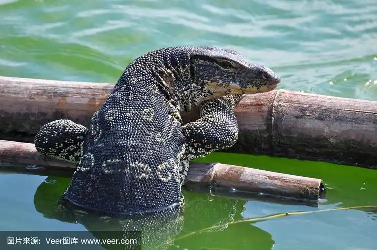 特写,水巨蜥,水,水平画幅,巨蜥属
