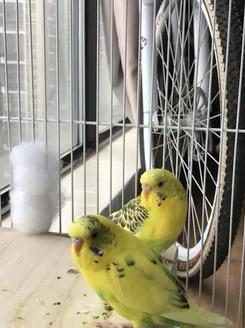 云斑鹦鹉,求鉴定公母