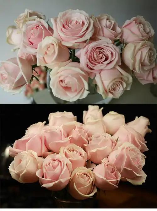 桃红雪山玫瑰鲜花云南昆明斗南基地直发鲜花同城速运批发花苞花卉