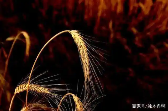 日子也需要有麦穗般低头回望自己的时刻