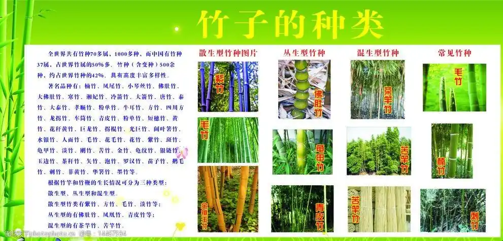竹子介绍宣传图片
