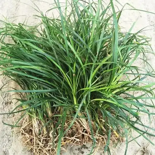 重庆麦冬草价格哪实惠