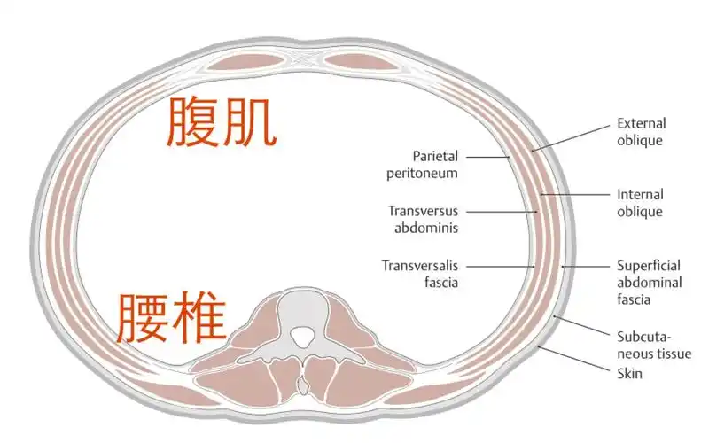 为什么八块腹肌是进化的标志?