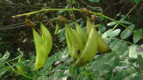 日月峡中草药苦参