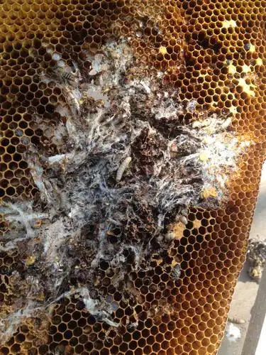 有此巢虫,以后不再养蚕宝宝了