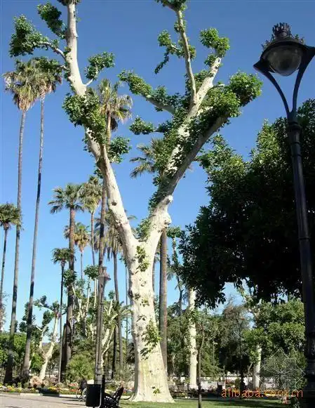 法桐:世界四大行道树之一